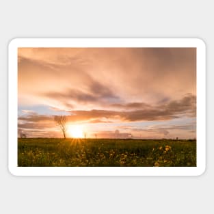 Panoramic view of a flowering  yellow daisy flowers Sticker